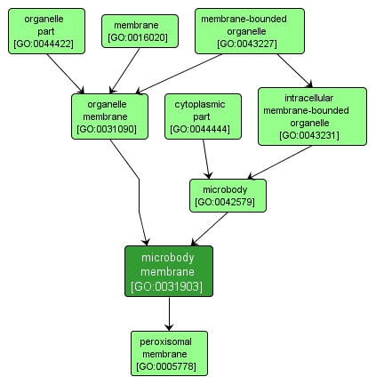 GO:0031903 - microbody membrane (interactive image map)