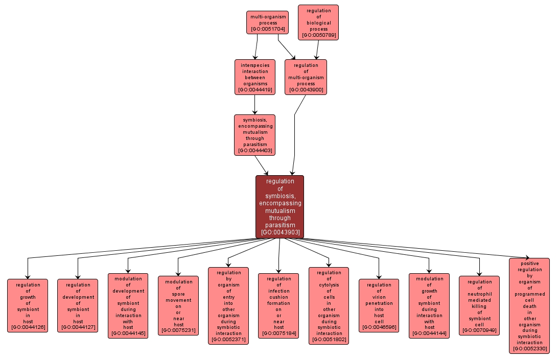 GO:0043903 - regulation of symbiosis, encompassing mutualism through parasitism (interactive image map)