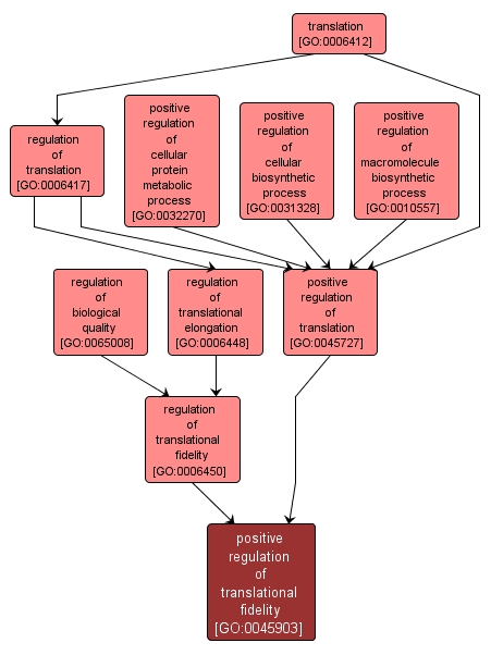 GO:0045903 - positive regulation of translational fidelity (interactive image map)