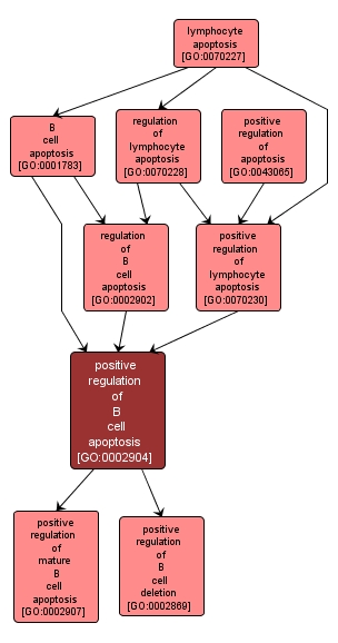 GO:0002904 - positive regulation of B cell apoptosis (interactive image map)