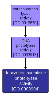 GO:0003904 - deoxyribodipyrimidine photo-lyase activity (interactive image map)