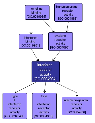 GO:0004904 - interferon receptor activity (interactive image map)