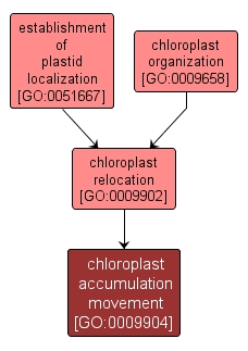GO:0009904 - chloroplast accumulation movement (interactive image map)