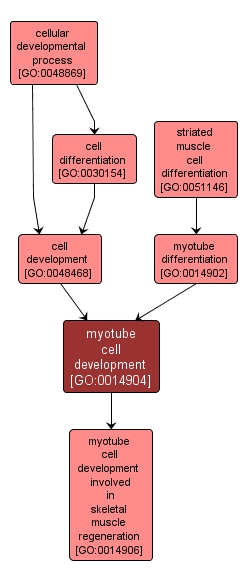 GO:0014904 - myotube cell development (interactive image map)