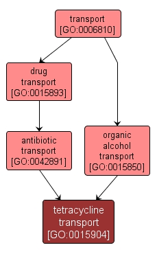 GO:0015904 - tetracycline transport (interactive image map)