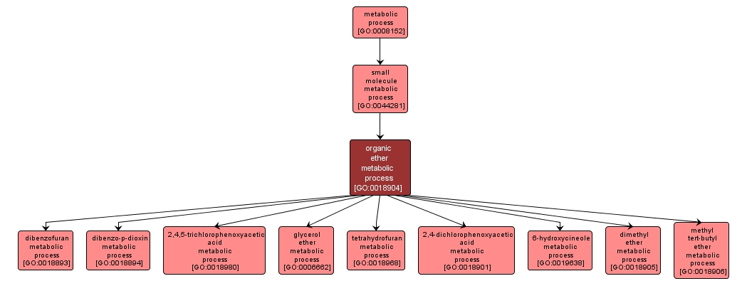 GO:0018904 - organic ether metabolic process (interactive image map)