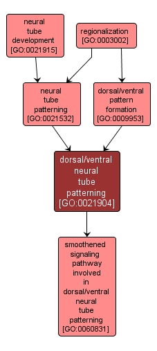 GO:0021904 - dorsal/ventral neural tube patterning (interactive image map)