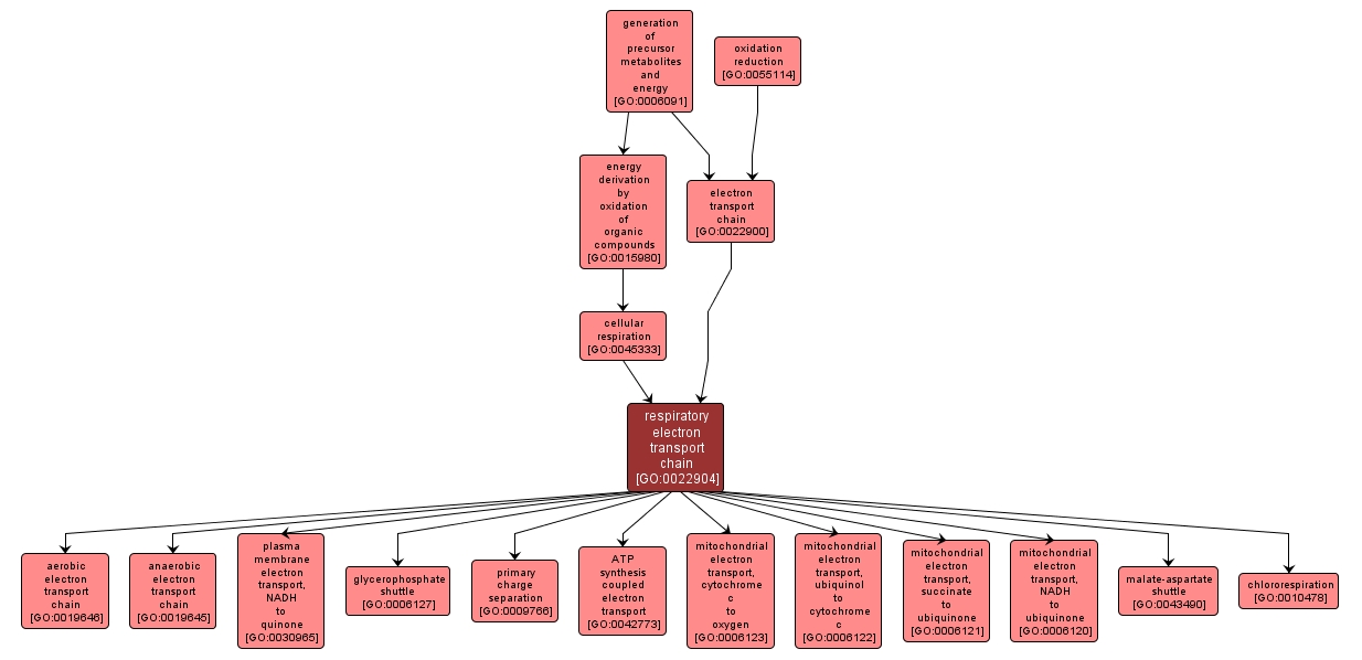 GO:0022904 - respiratory electron transport chain (interactive image map)