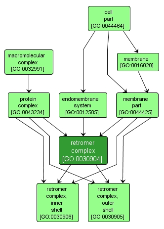 GO:0030904 - retromer complex (interactive image map)