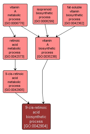 GO:0042904 - 9-cis-retinoic acid biosynthetic process (interactive image map)