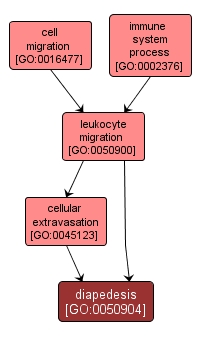 GO:0050904 - diapedesis (interactive image map)