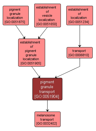 GO:0051904 - pigment granule transport (interactive image map)