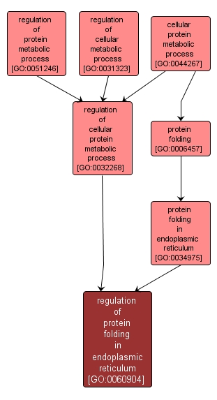 GO:0060904 - regulation of protein folding in endoplasmic reticulum (interactive image map)