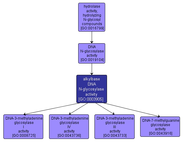 GO:0003905 - alkylbase DNA N-glycosylase activity (interactive image map)