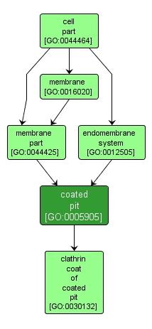 GO:0005905 - coated pit (interactive image map)