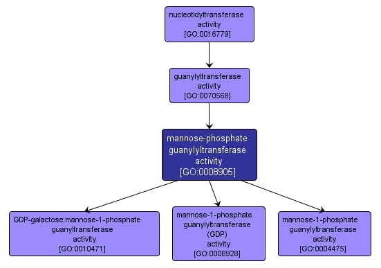 GO:0008905 - mannose-phosphate guanylyltransferase activity (interactive image map)