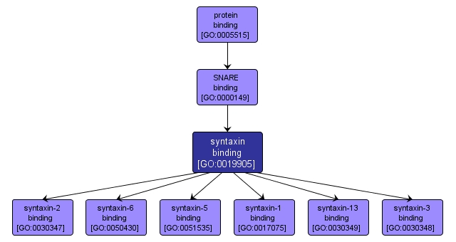 GO:0019905 - syntaxin binding (interactive image map)