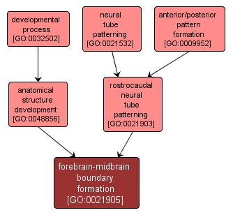 GO:0021905 - forebrain-midbrain boundary formation (interactive image map)