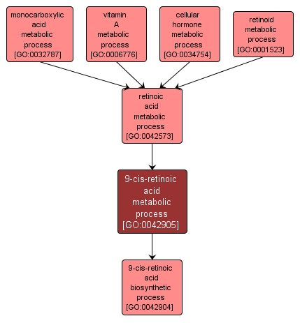 GO:0042905 - 9-cis-retinoic acid metabolic process (interactive image map)
