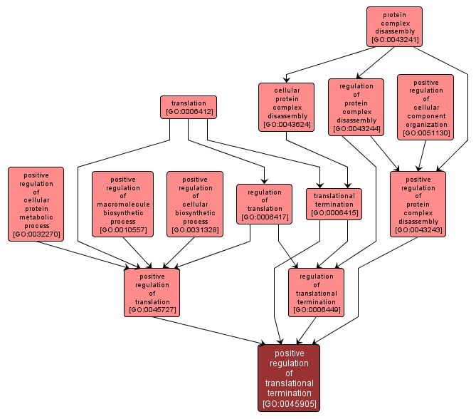 GO:0045905 - positive regulation of translational termination (interactive image map)