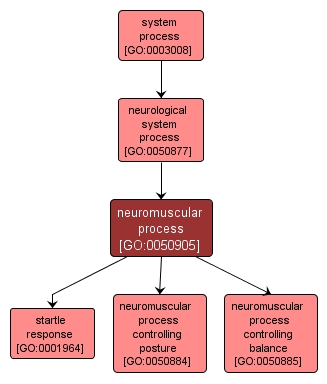 GO:0050905 - neuromuscular process (interactive image map)