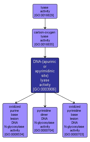 GO:0003906 - DNA-(apurinic or apyrimidinic site) lyase activity (interactive image map)