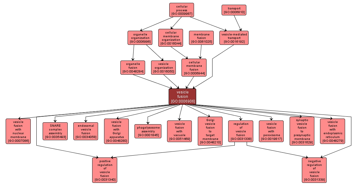 GO:0006906 - vesicle fusion (interactive image map)