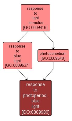 GO:0009906 - response to photoperiod, blue light (interactive image map)