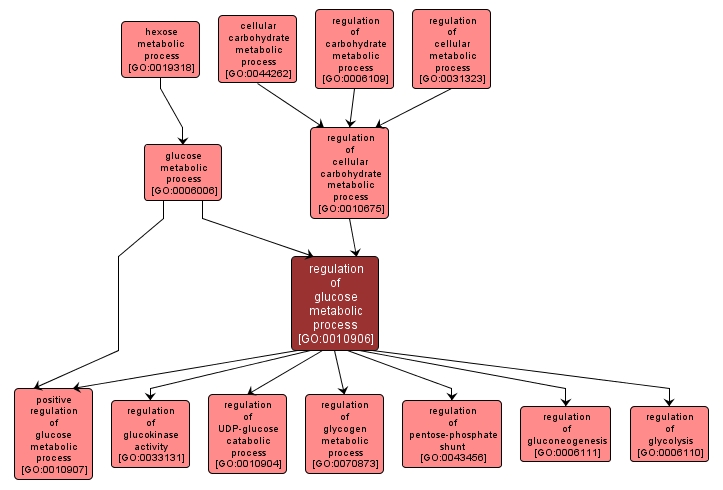 GO:0010906 - regulation of glucose metabolic process (interactive image map)