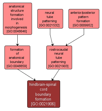 GO:0021906 - hindbrain-spinal cord boundary formation (interactive image map)