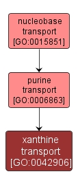 GO:0042906 - xanthine transport (interactive image map)