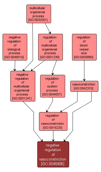 GO:0045906 - negative regulation of vasoconstriction (interactive image map)