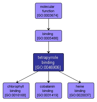 GO:0046906 - tetrapyrrole binding (interactive image map)