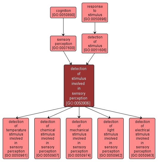 GO:0050906 - detection of stimulus involved in sensory perception (interactive image map)