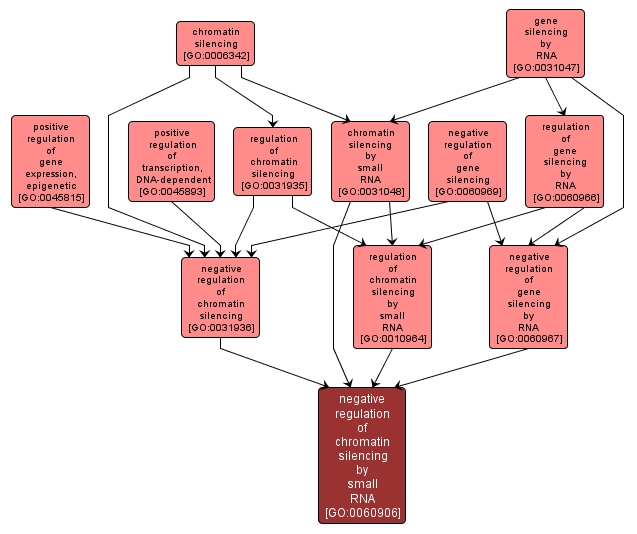 GO:0060906 - negative regulation of chromatin silencing by small RNA (interactive image map)