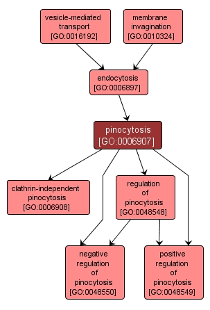 GO:0006907 - pinocytosis (interactive image map)