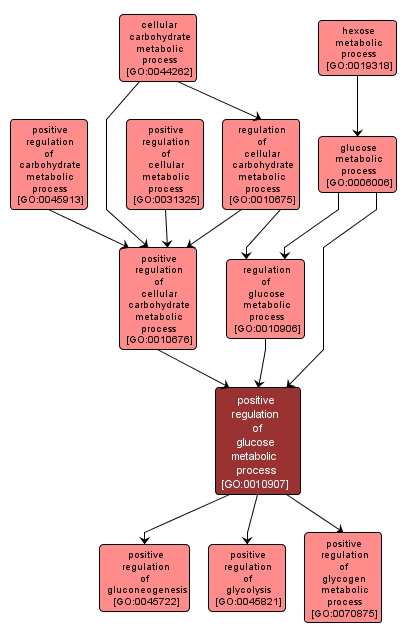 GO:0010907 - positive regulation of glucose metabolic process (interactive image map)