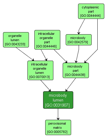 GO:0031907 - microbody lumen (interactive image map)