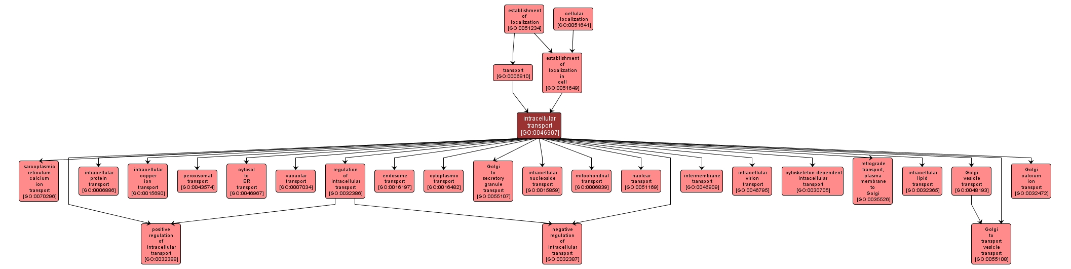 GO:0046907 - intracellular transport (interactive image map)