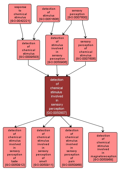 GO:0050907 - detection of chemical stimulus involved in sensory perception (interactive image map)