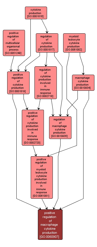 GO:0060907 - positive regulation of macrophage cytokine production (interactive image map)