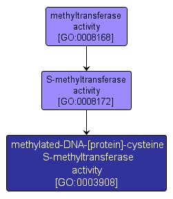 GO:0003908 - methylated-DNA-[protein]-cysteine S-methyltransferase activity (interactive image map)