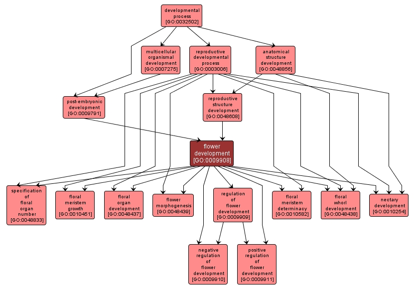 GO:0009908 - flower development (interactive image map)