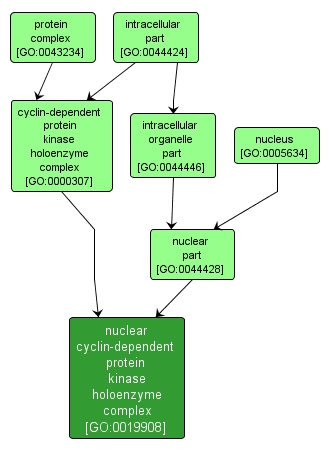 GO:0019908 - nuclear cyclin-dependent protein kinase holoenzyme complex (interactive image map)