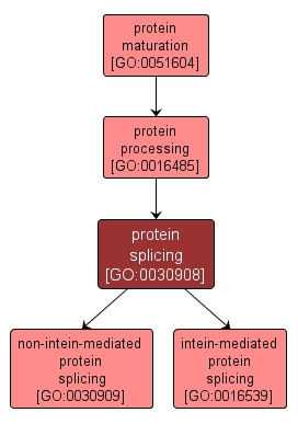 GO:0030908 - protein splicing (interactive image map)