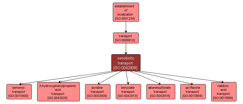 GO:0042908 - xenobiotic transport (interactive image map)