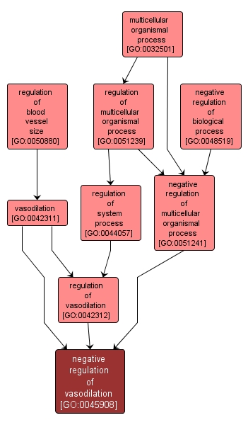 GO:0045908 - negative regulation of vasodilation (interactive image map)