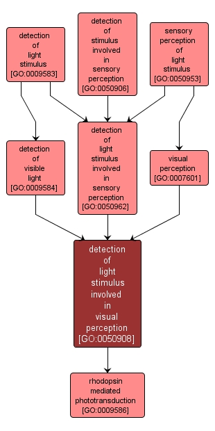 GO:0050908 - detection of light stimulus involved in visual perception (interactive image map)