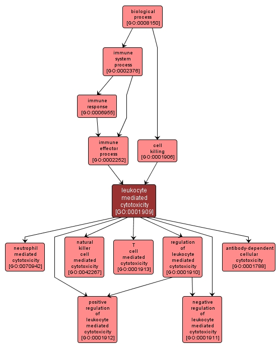 GO:0001909 - leukocyte mediated cytotoxicity (interactive image map)