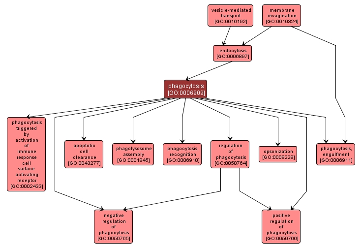 GO:0006909 - phagocytosis (interactive image map)